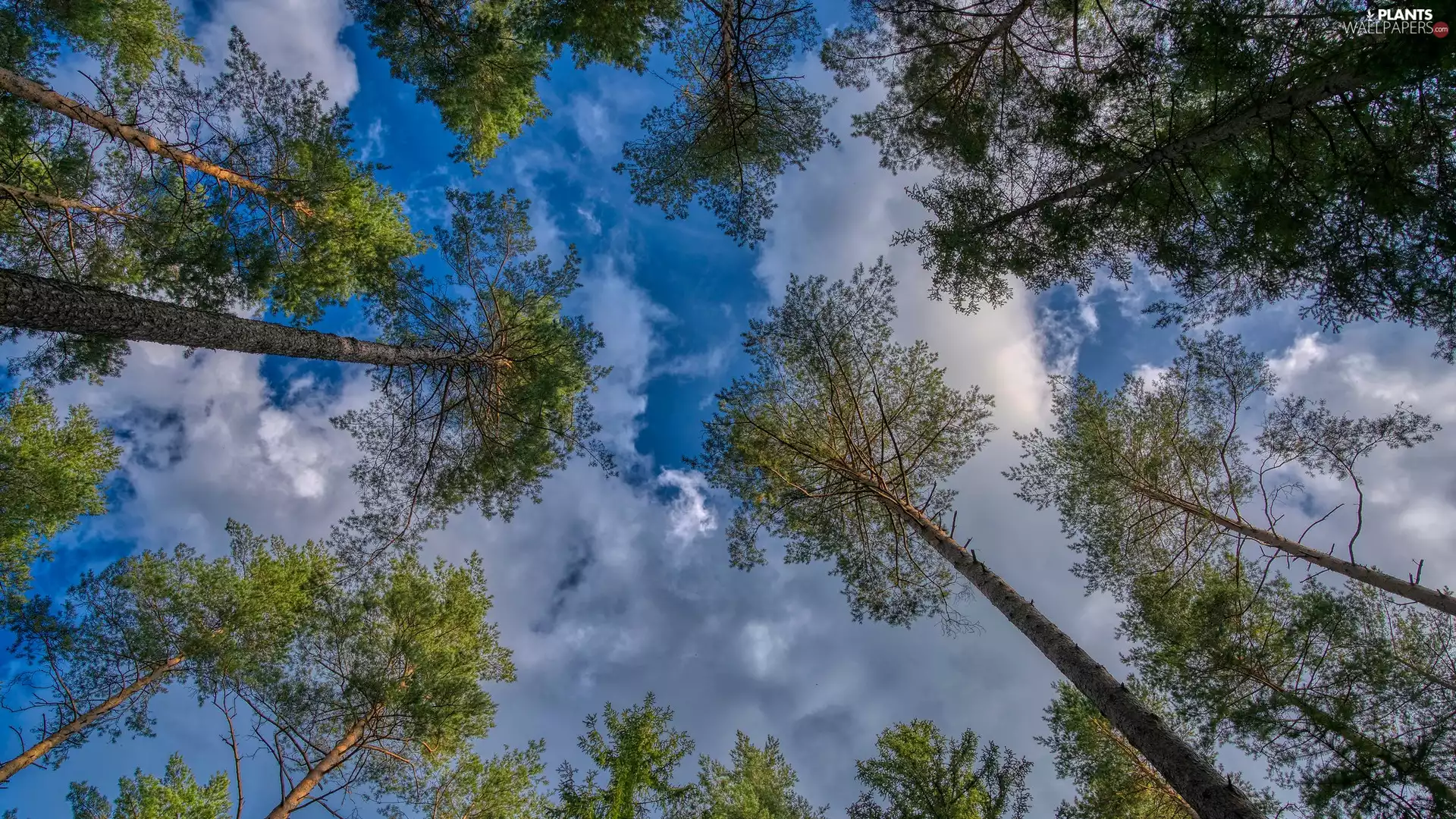 vertices, Sky, trees, viewes, high