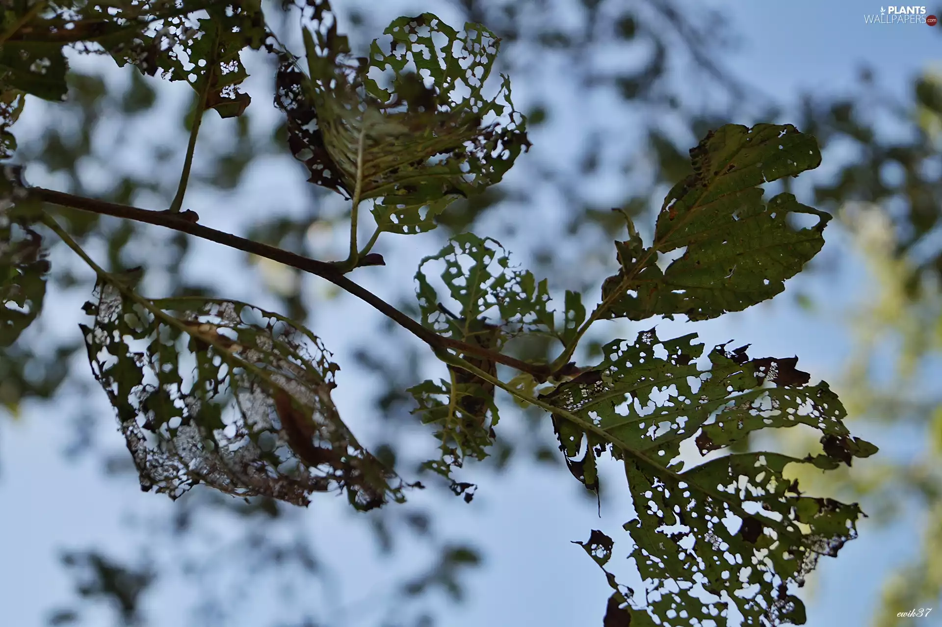 Sky, Leaf, trees