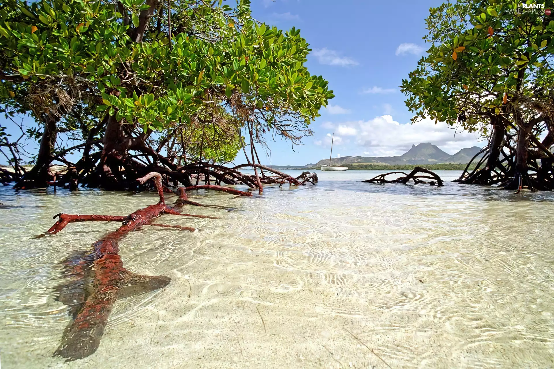 viewes, sea, Mangroves, Sky, tropics, trees