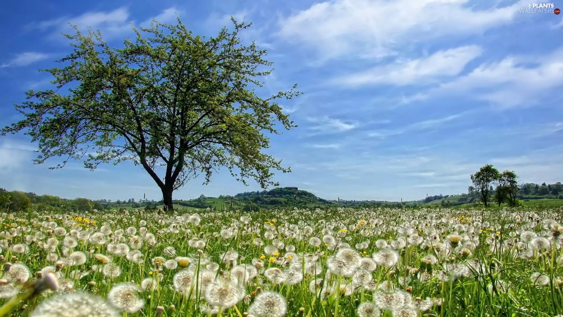 puffball, Meadow, trees, Sky, sow-thistle, grass