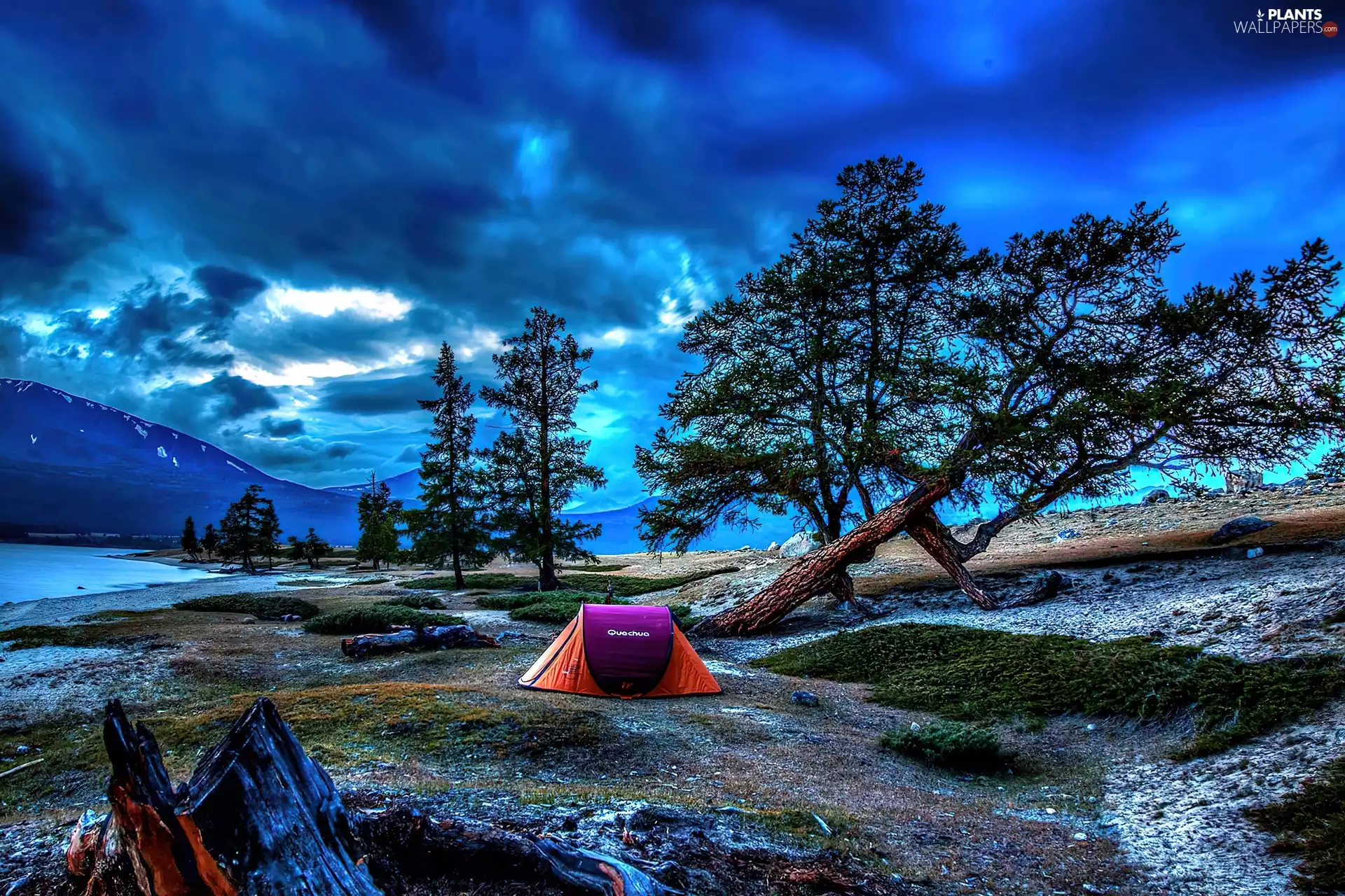 Tent, Sky, trees, viewes, Night