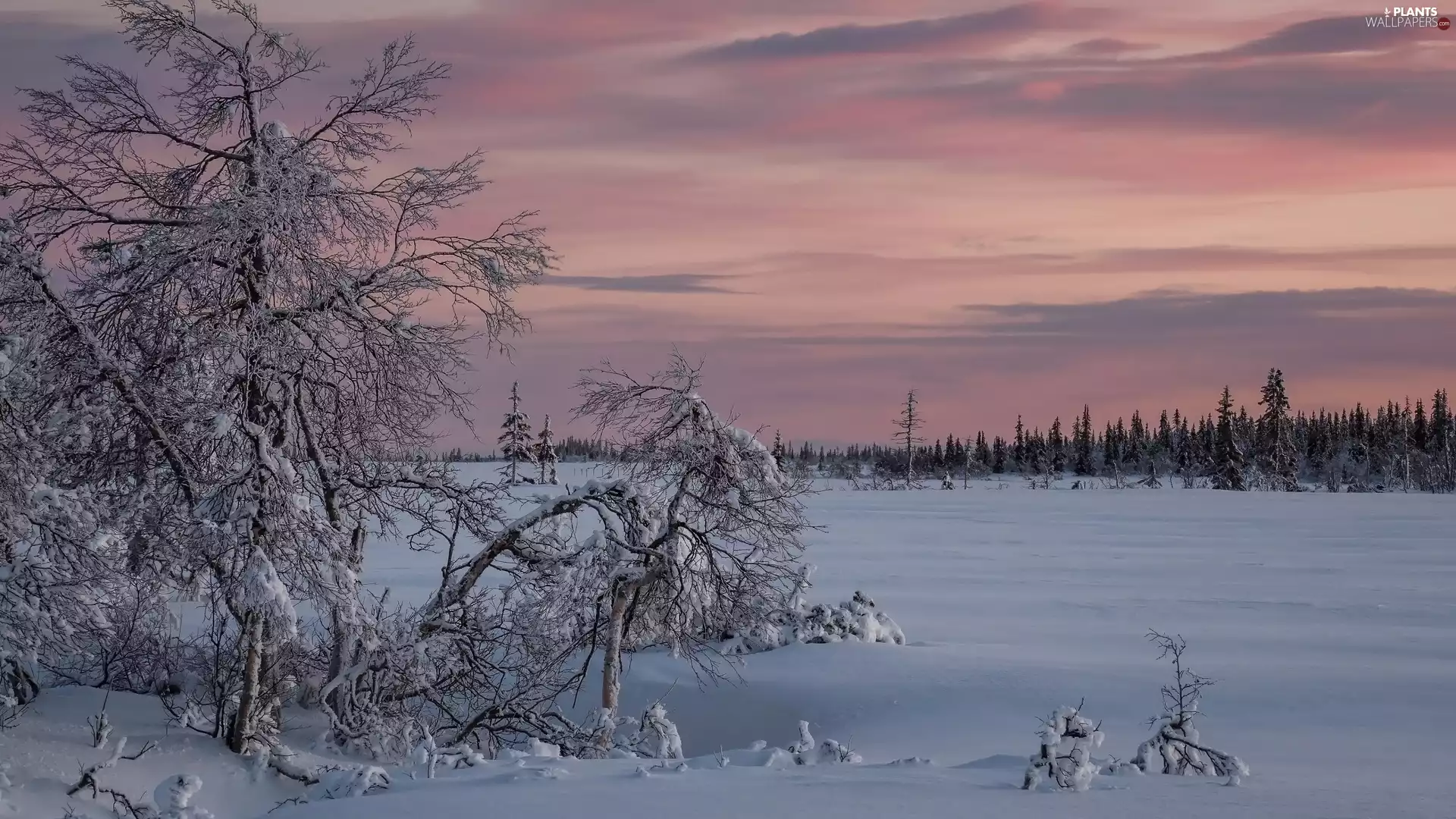 viewes, Snowy, Pink, Sky, winter, trees