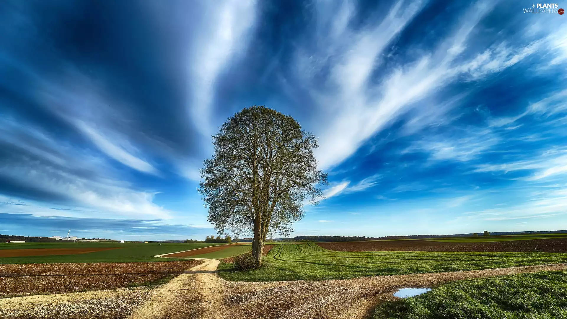trees, Field, roads, Sky