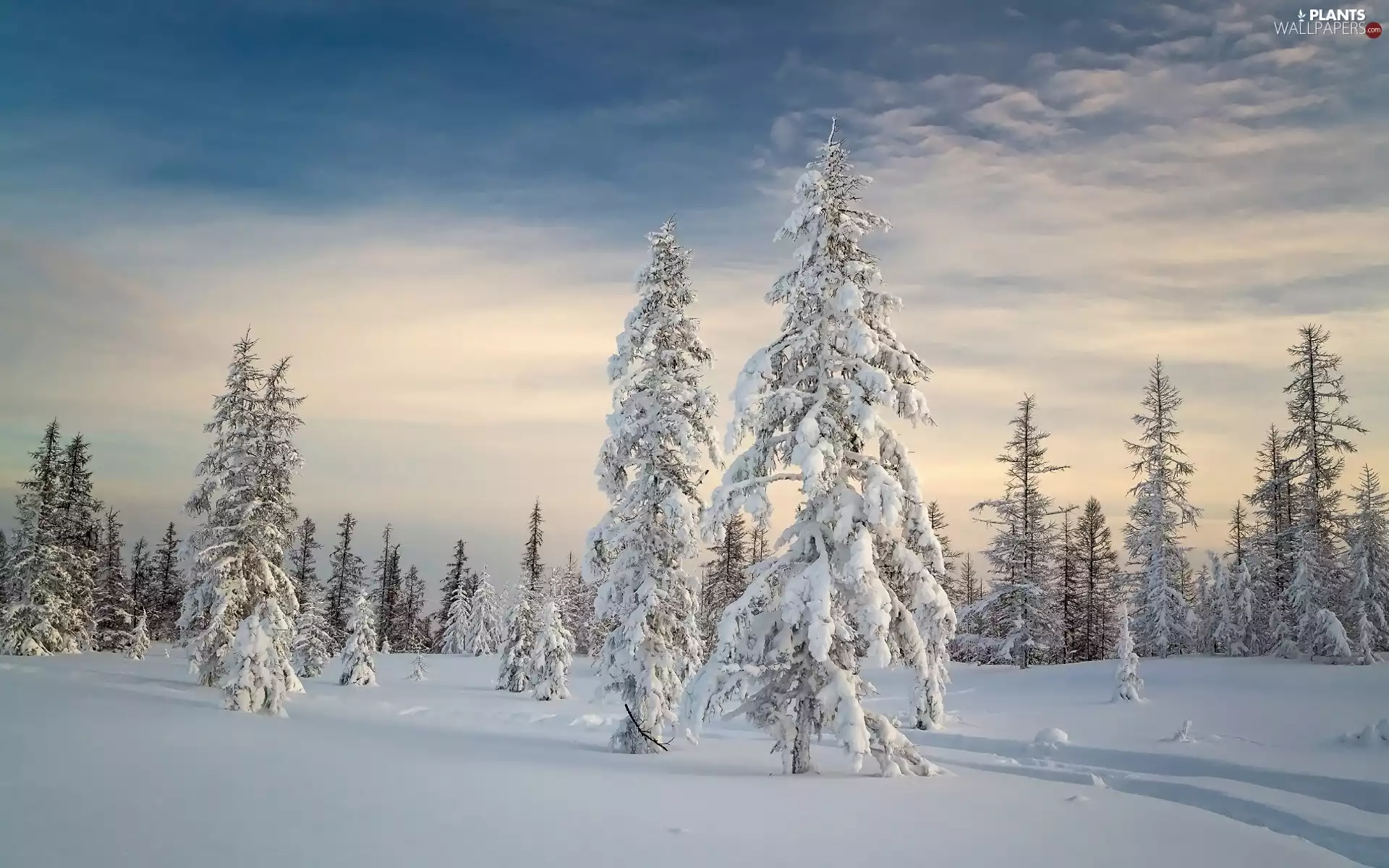 viewes, Snowy, snow, Sky, winter, trees
