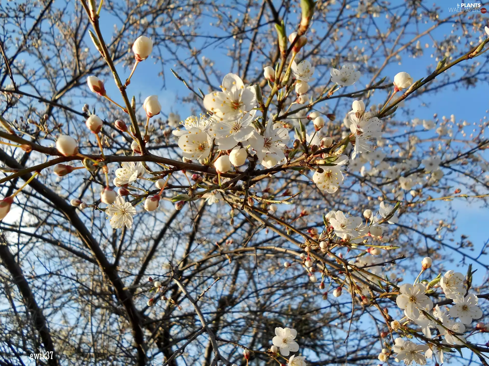 Flowers, Sky, trees, White, Spring