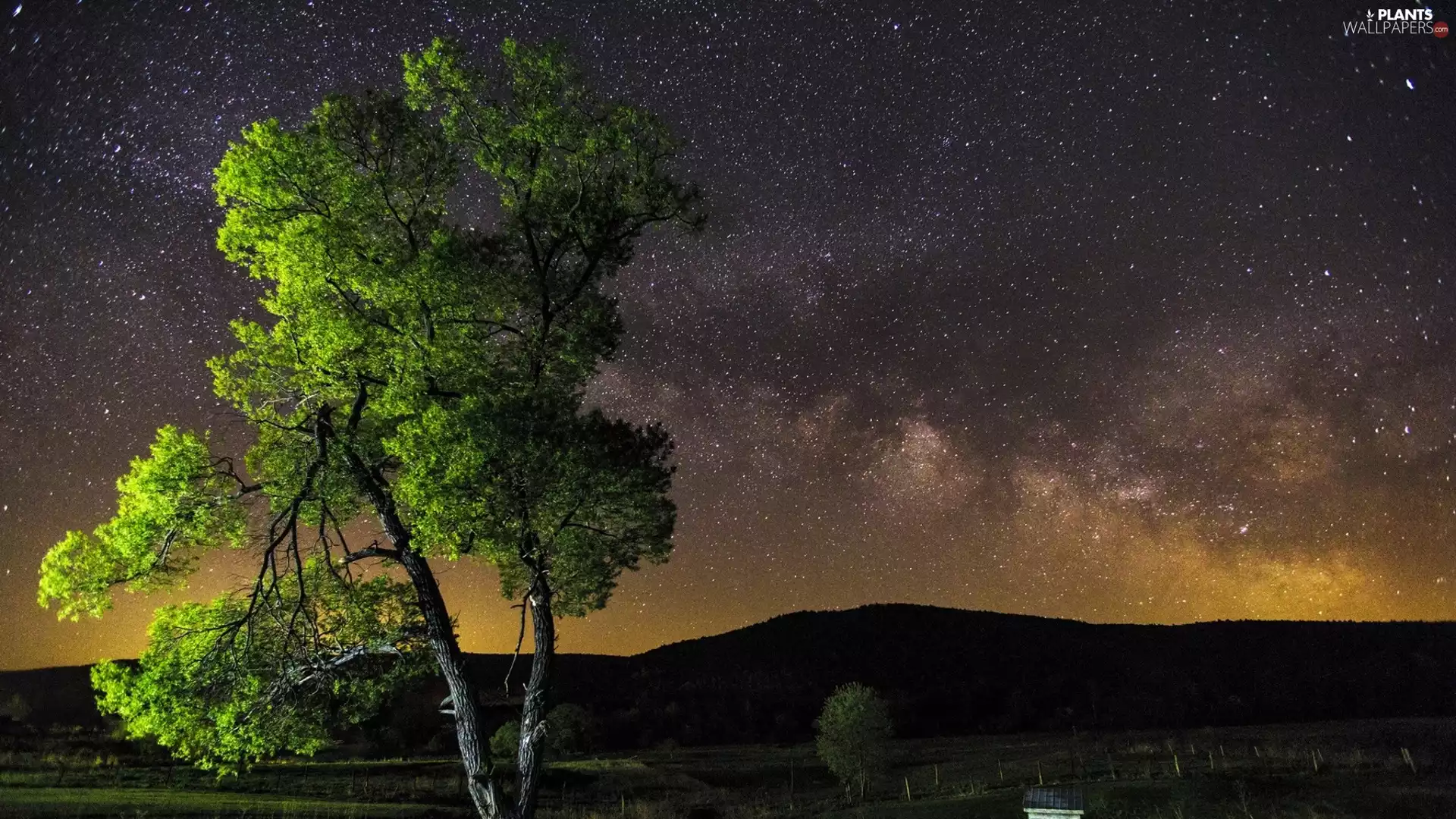 trees, Night, star, Sky