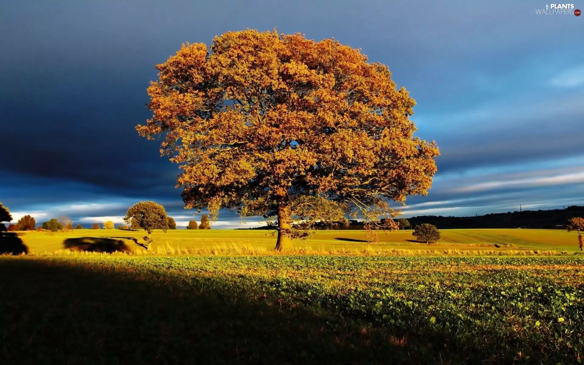 Field, lonely, stormy, Sky, Cloud, trees