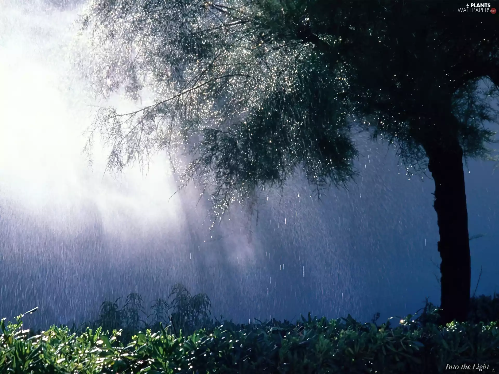 light breaking through sky, Rain, trees