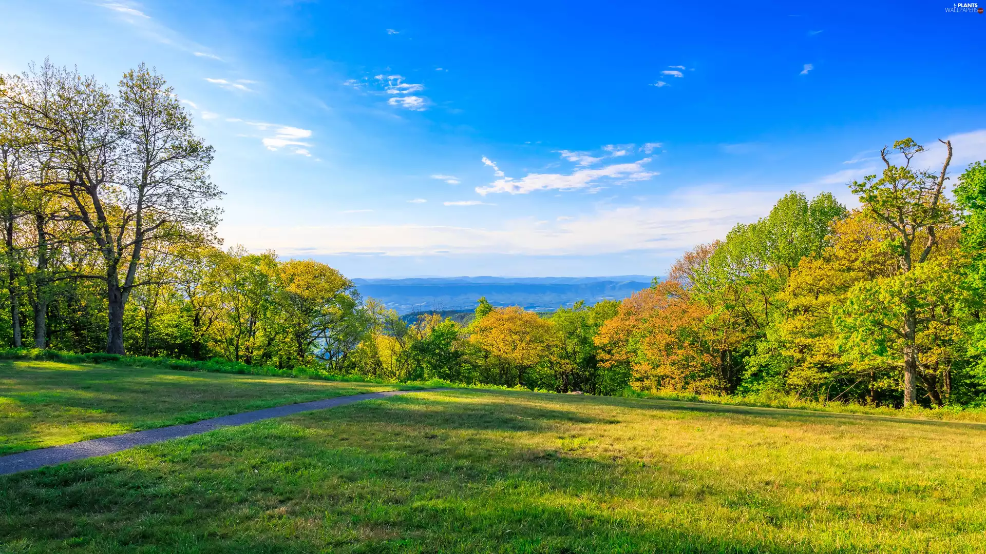 viewes, Meadow, Way, Sky, grass, trees