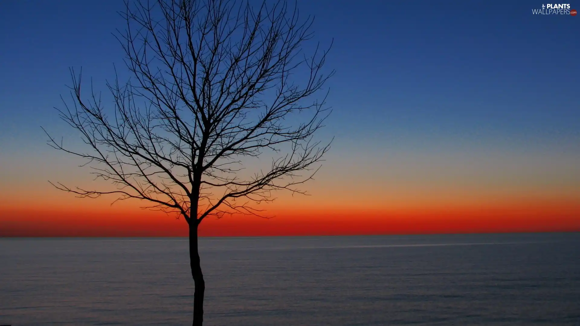 trees, west, Sky, lake