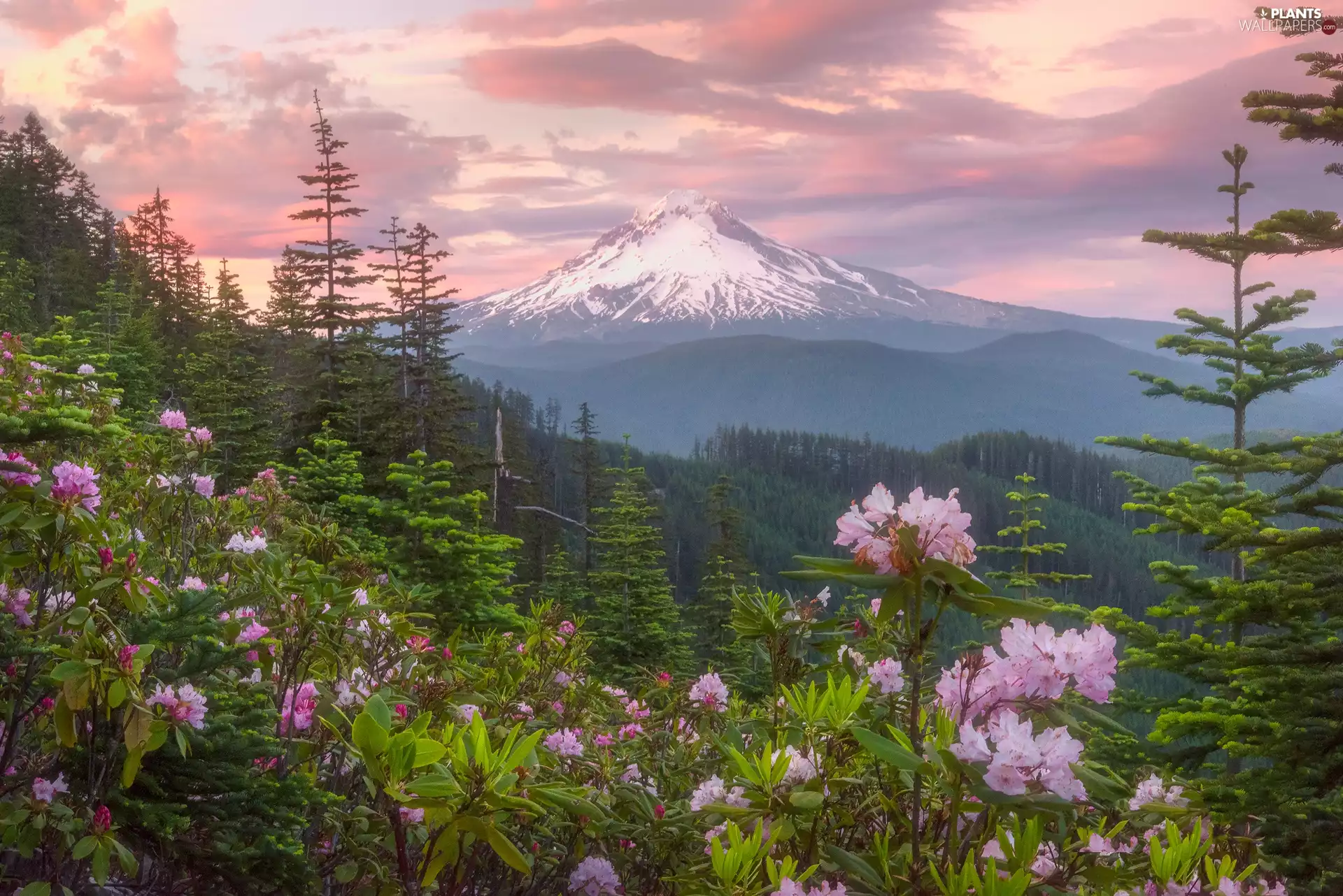 Flowers, woods, trees, Sky, Mountains, rhododendron, viewes