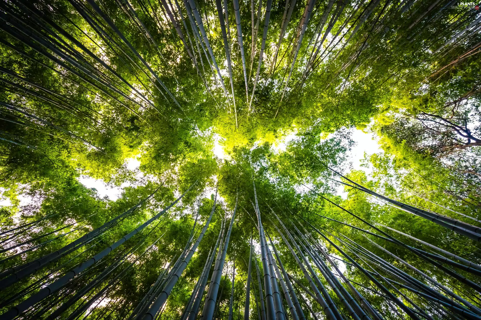 trees, forest, bamboo, Sky, viewes, vertices
