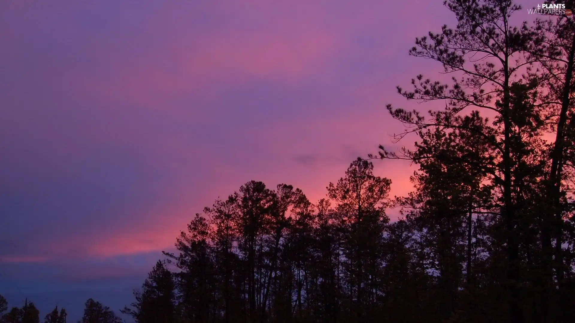 vertices, purple, Sky, trees