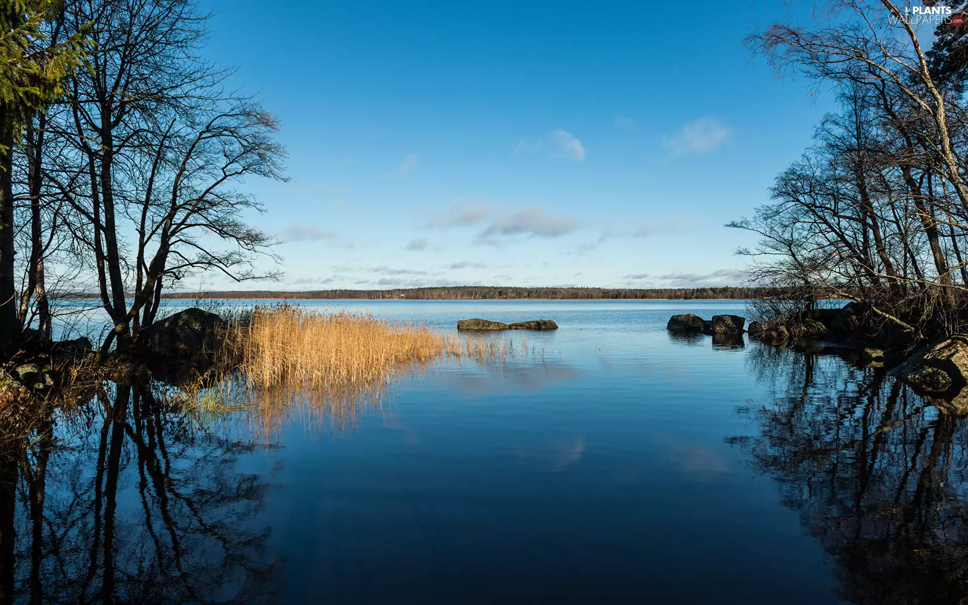 lake, trees, rushes, Sky, grass, viewes