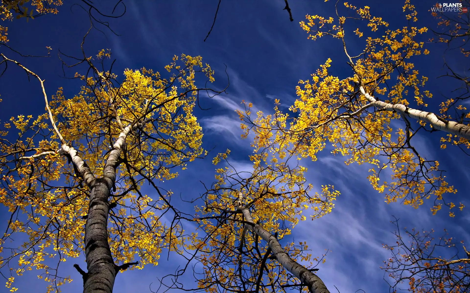 Leaf, Sky, viewes, Autumn, trees