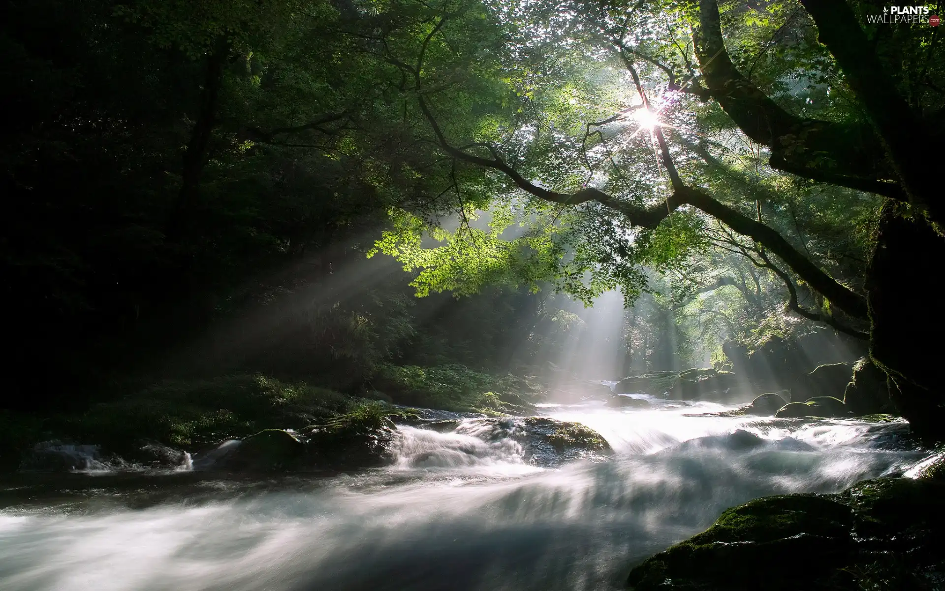 branch pics, trees, light breaking through sky, viewes, forest, sun, River