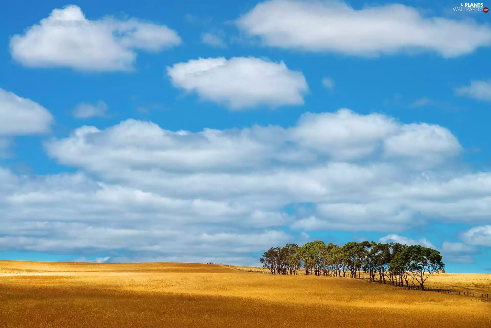 clouds, Sky, viewes, field, trees
