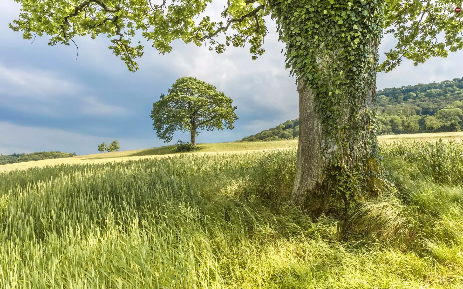 green, Sky, viewes, grass, trees