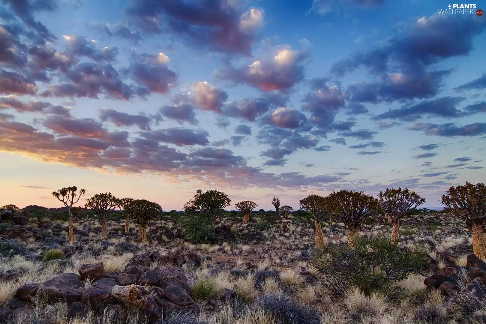 clouds, Sky, viewes, Stones, trees