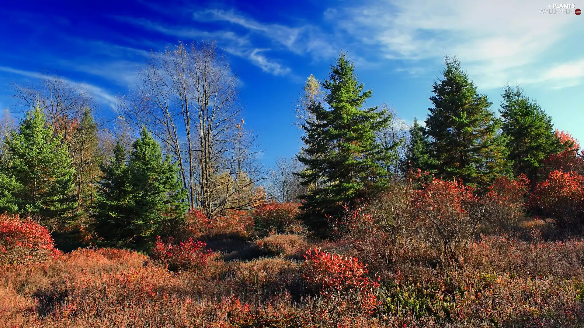 blue, Sky, viewes, VEGETATION, trees