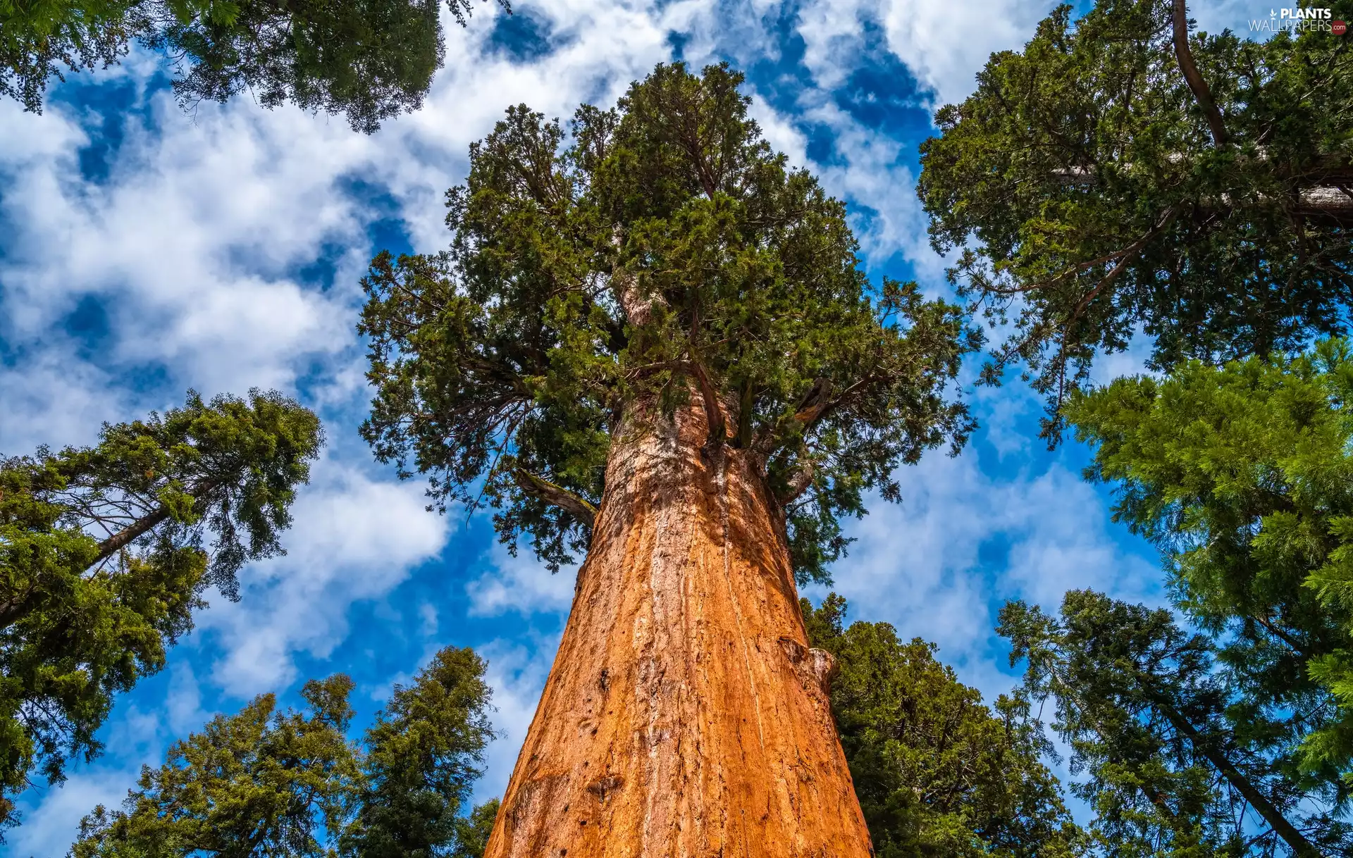 redwoods, trees, trunk, Sky, vertices, viewes