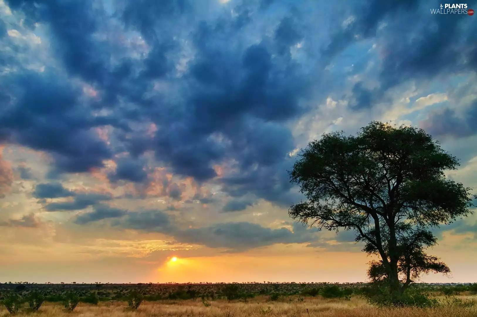 clouds, Sky, west, sun, trees