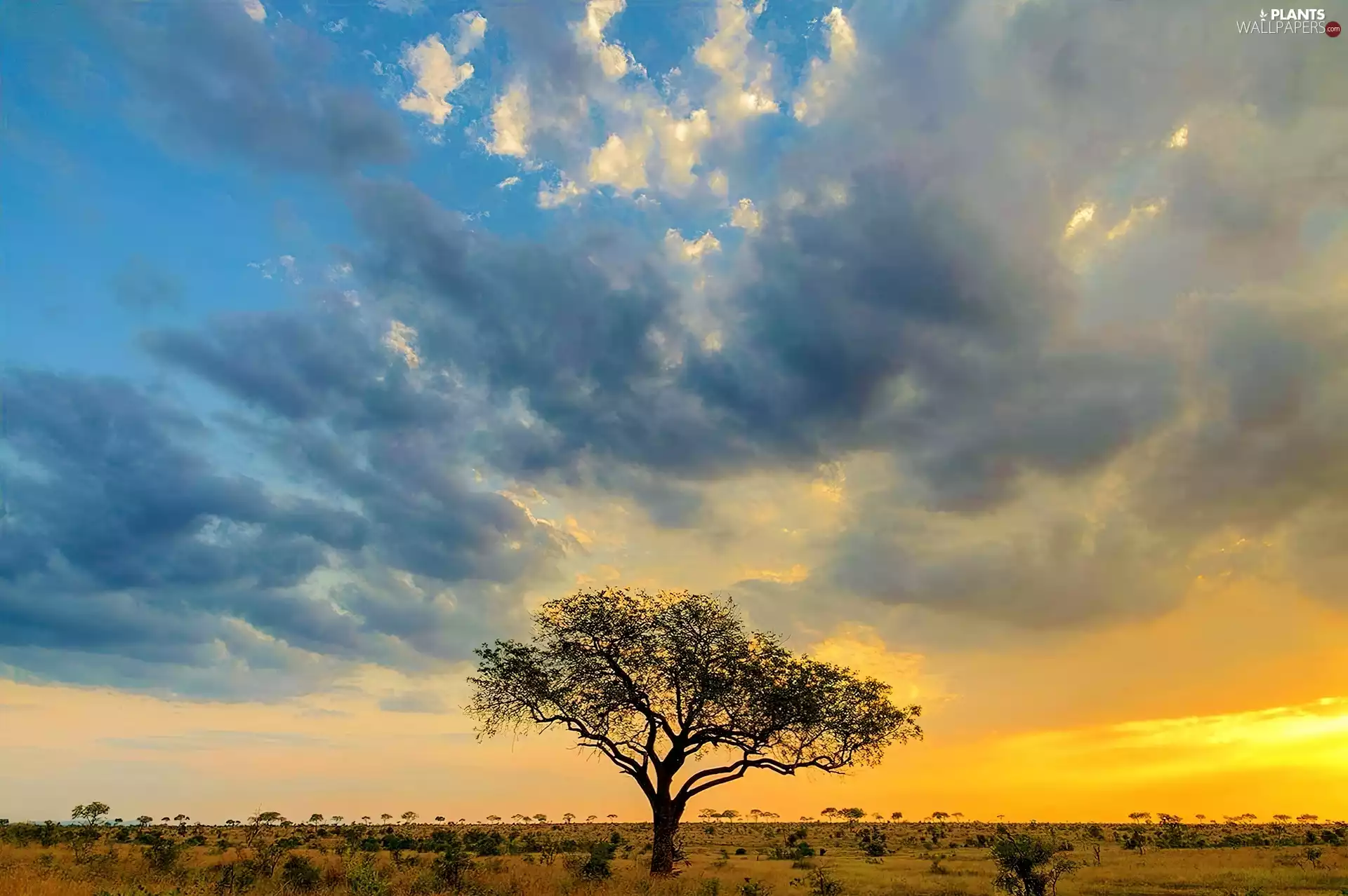 clouds, Sky, west, sun, trees