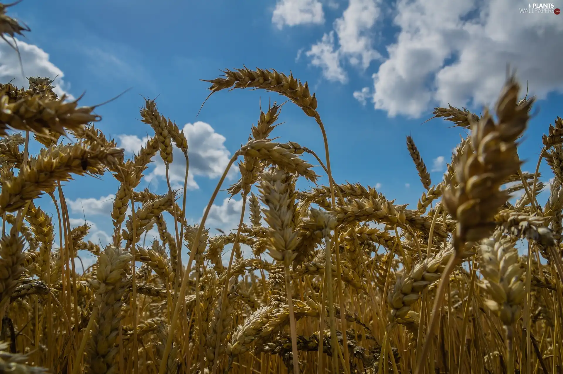 Sky, Mature, wheat