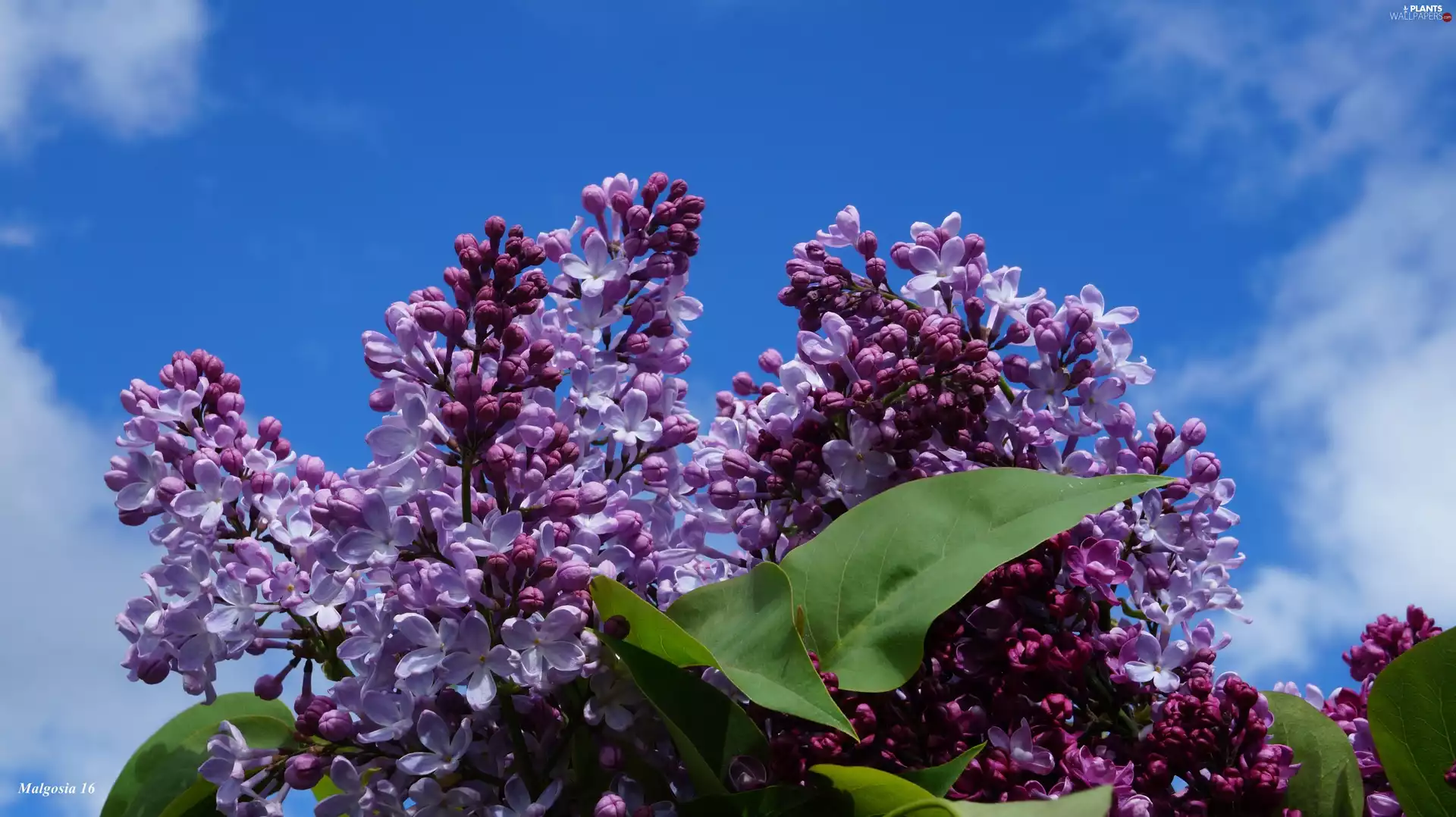 Sky, bouquet, without