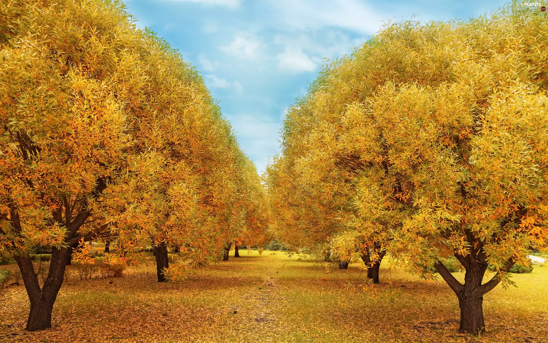 trees, autumn, Leaf, Sky, viewes, Yellowed