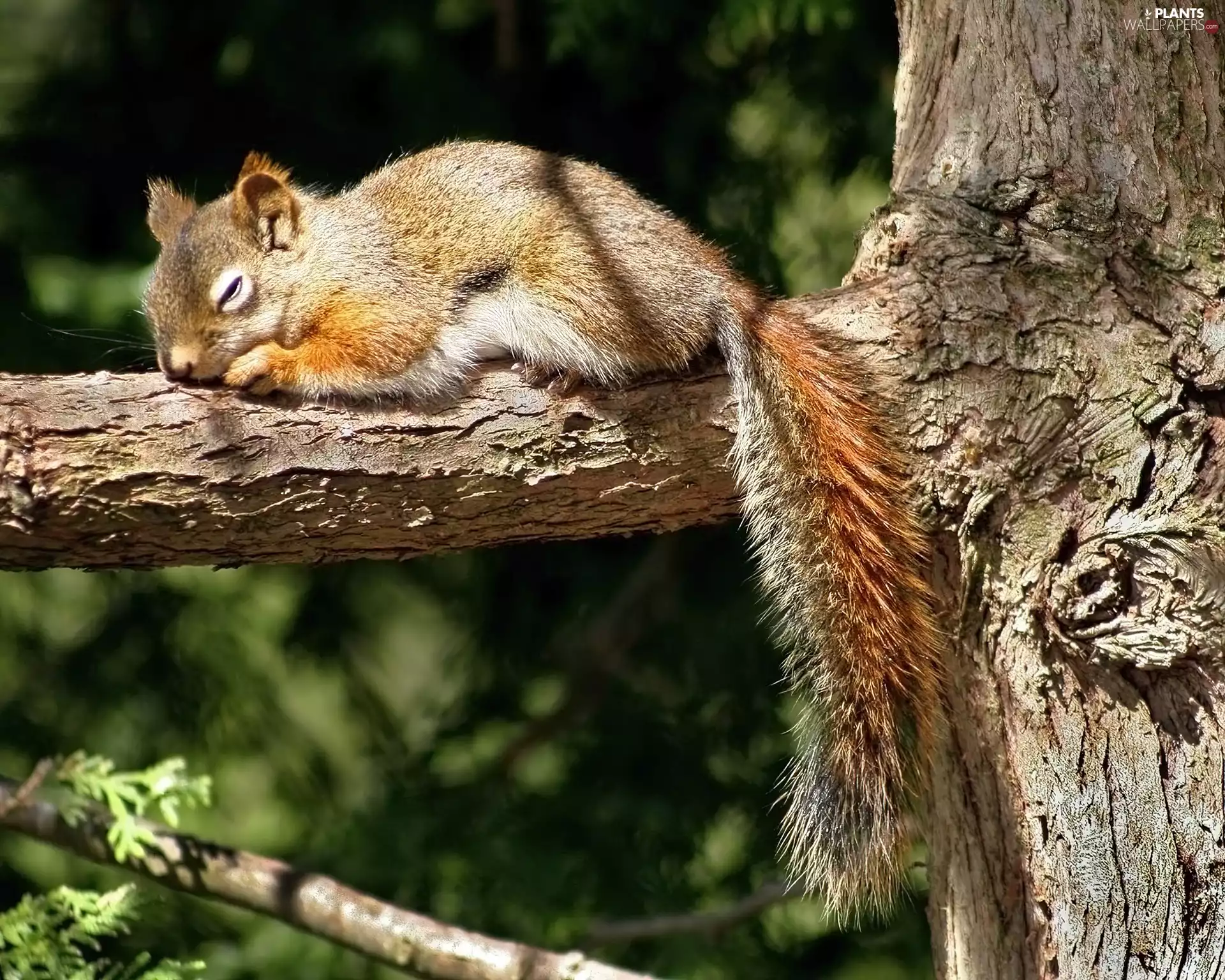 Squirrel, trees, the sleeping