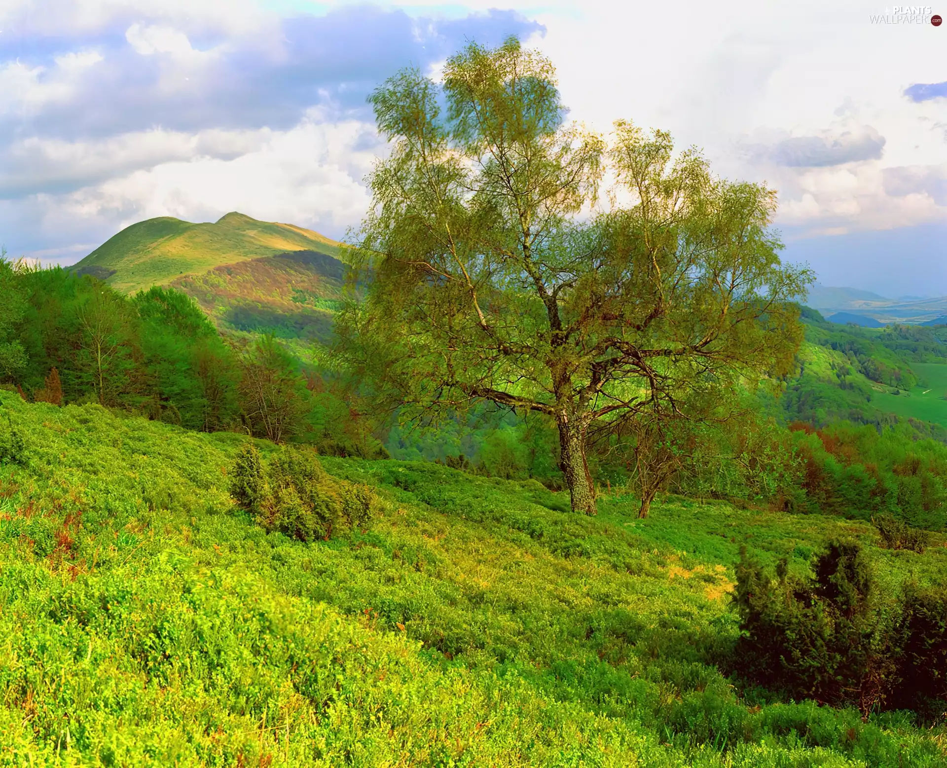slope, Spring, trees