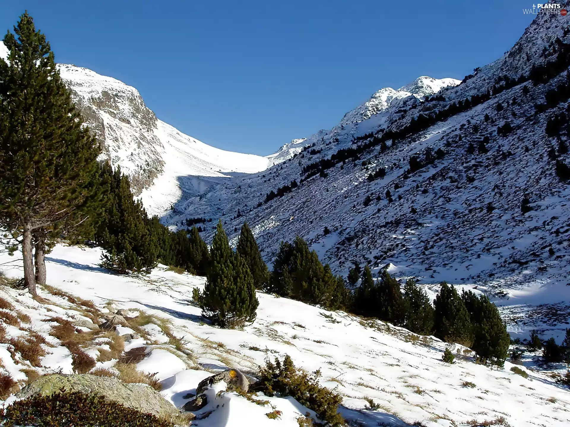 slopes, winter, Mountains, Spruces, flash, luminosity, ligh, sun, Przebijające