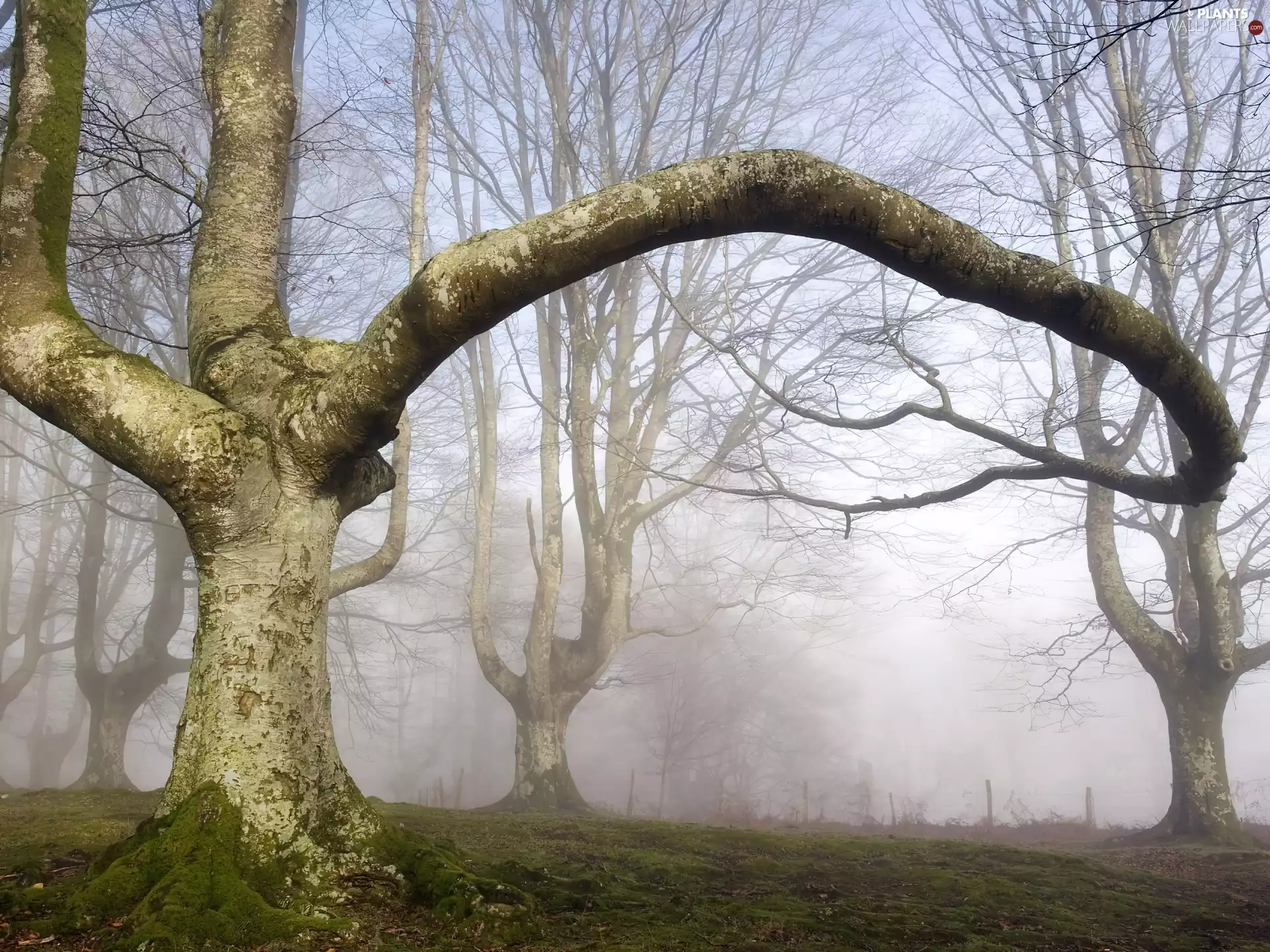 sloping, trees, Fog, Moss, Lod on the beach, viewes