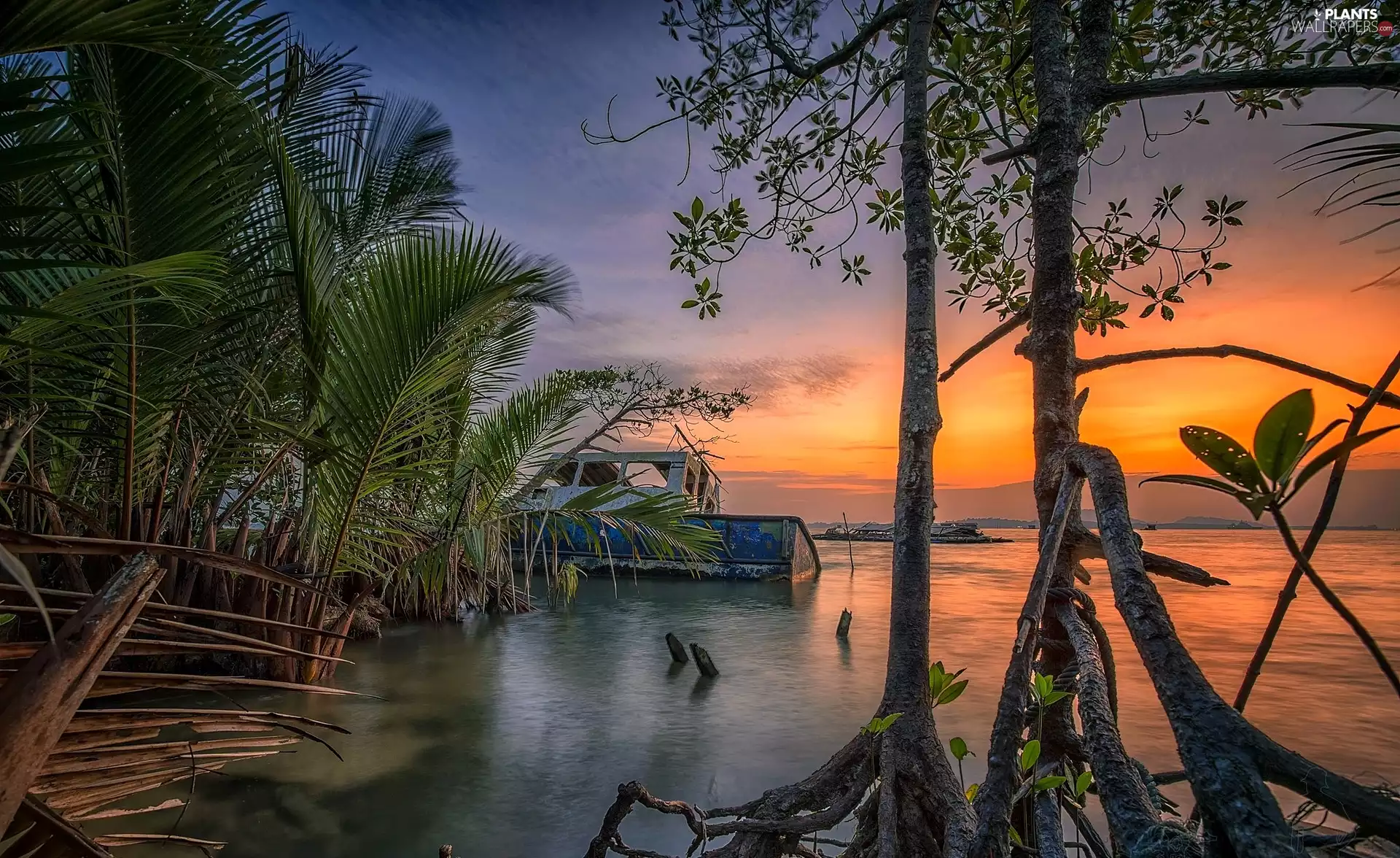 Palms, Great Sunsets, viewes, Plants, sea, trees, smack