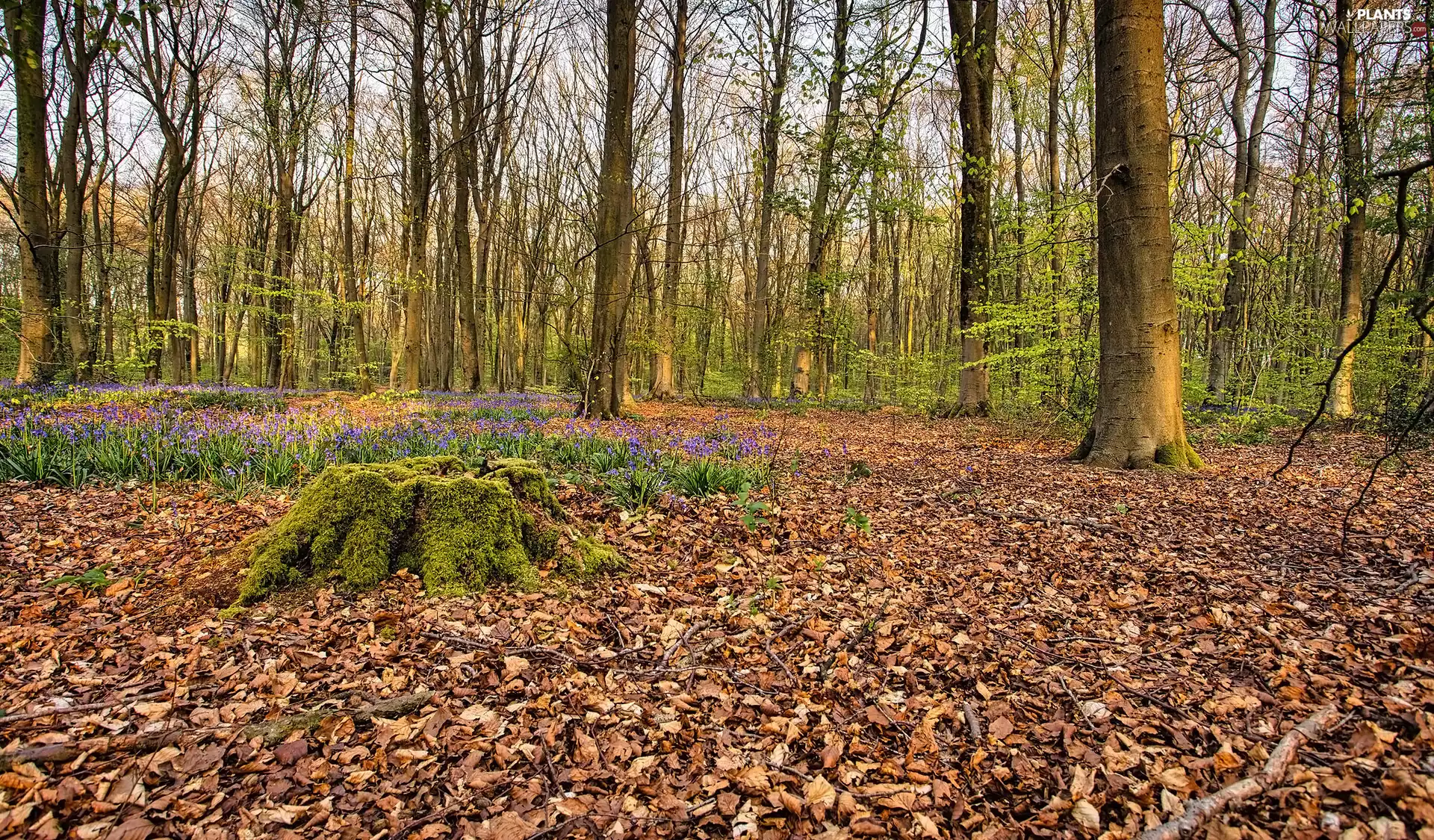 viewes, forest, Flowers, snag, Leaf, trees