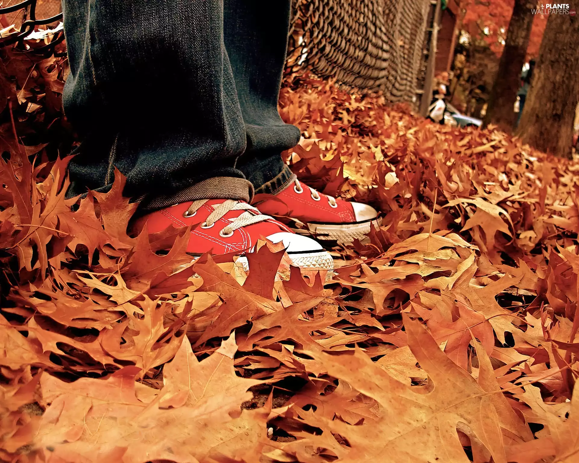 sneakers, Leaf