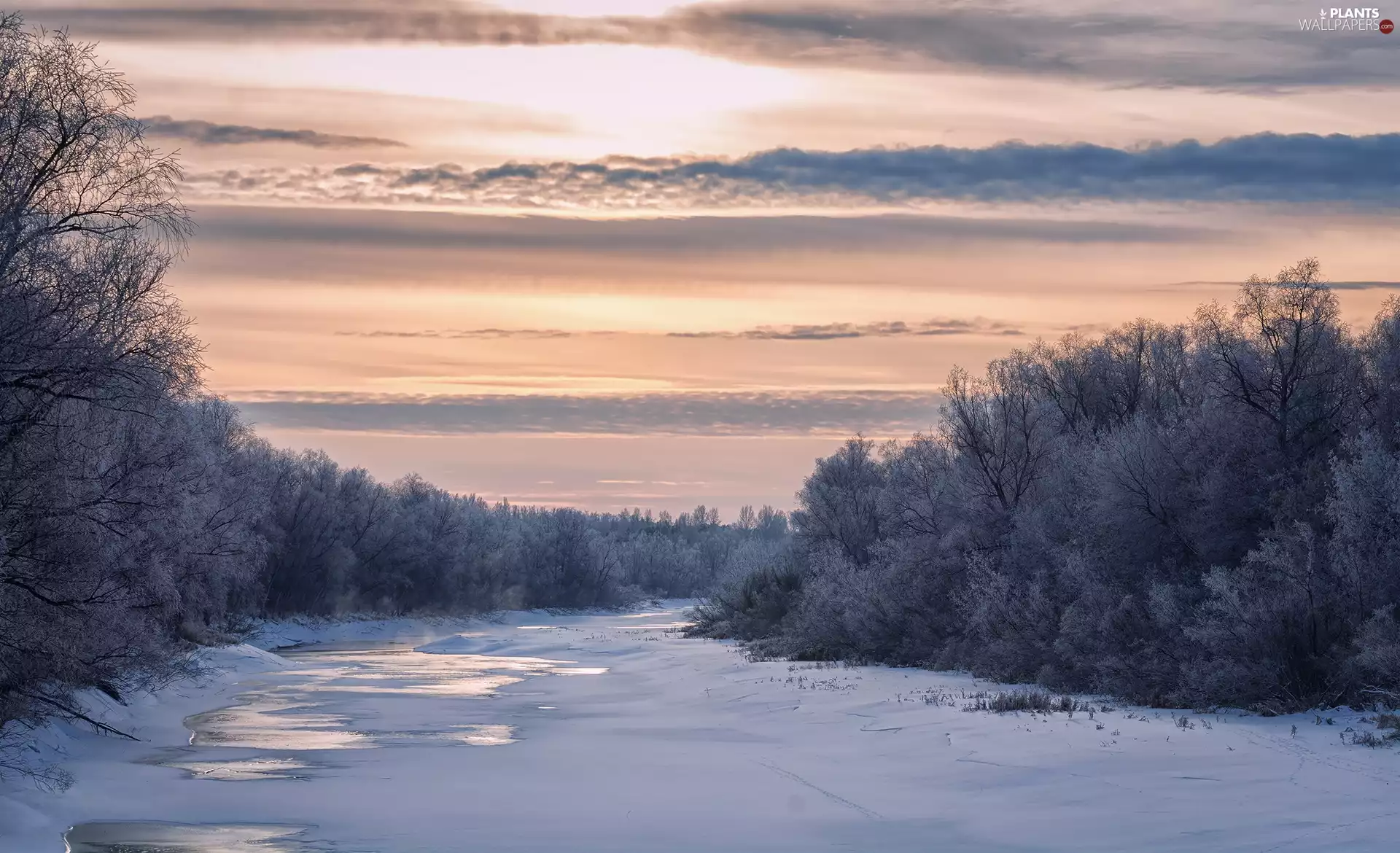 trees, viewes, A snow-covered, River, winter