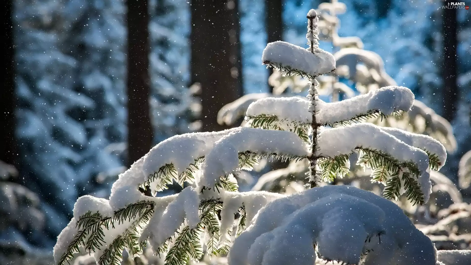 trees, winter, A snow-covered, fir, viewes, snow
