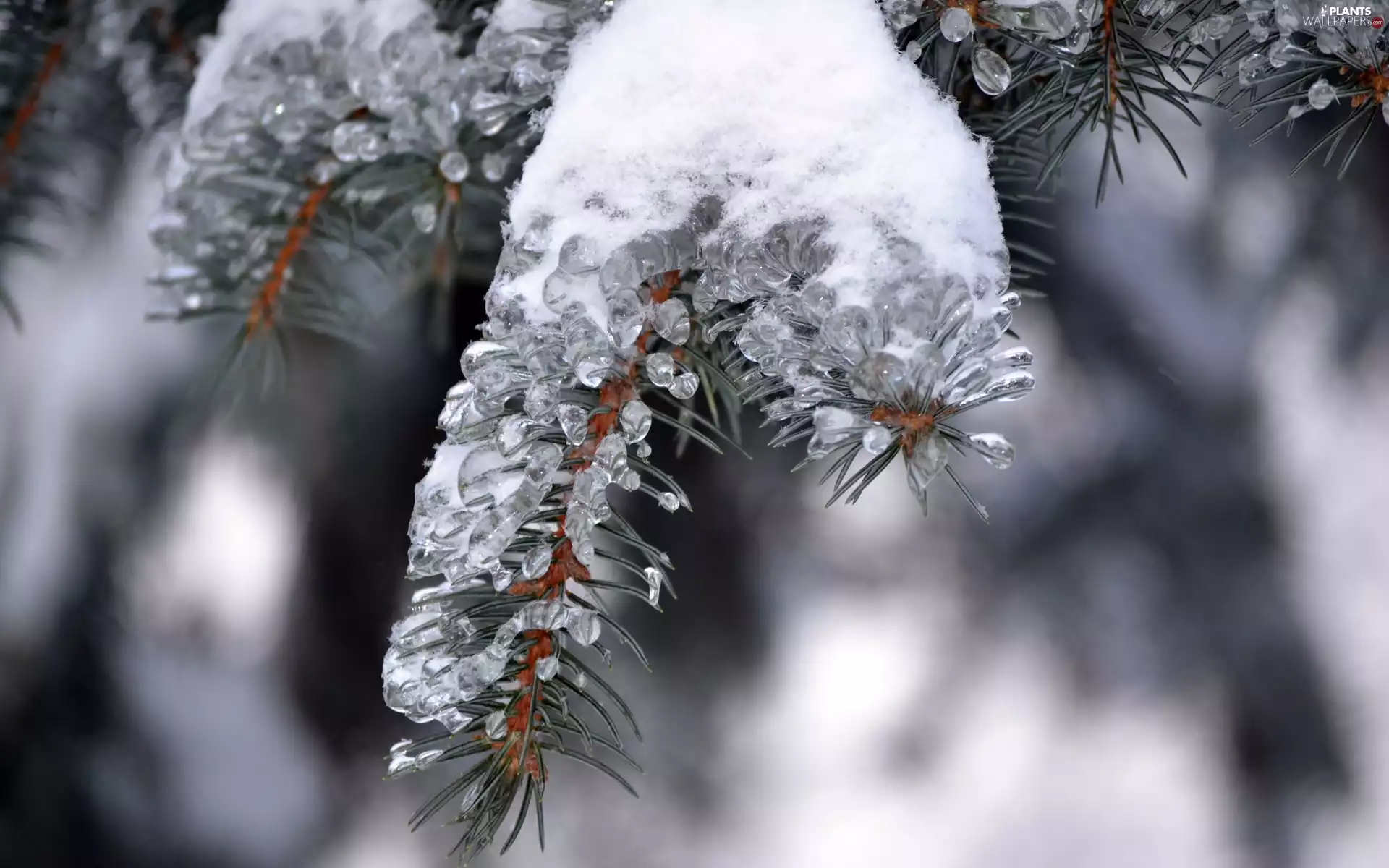 branch, needle, conifer, snow