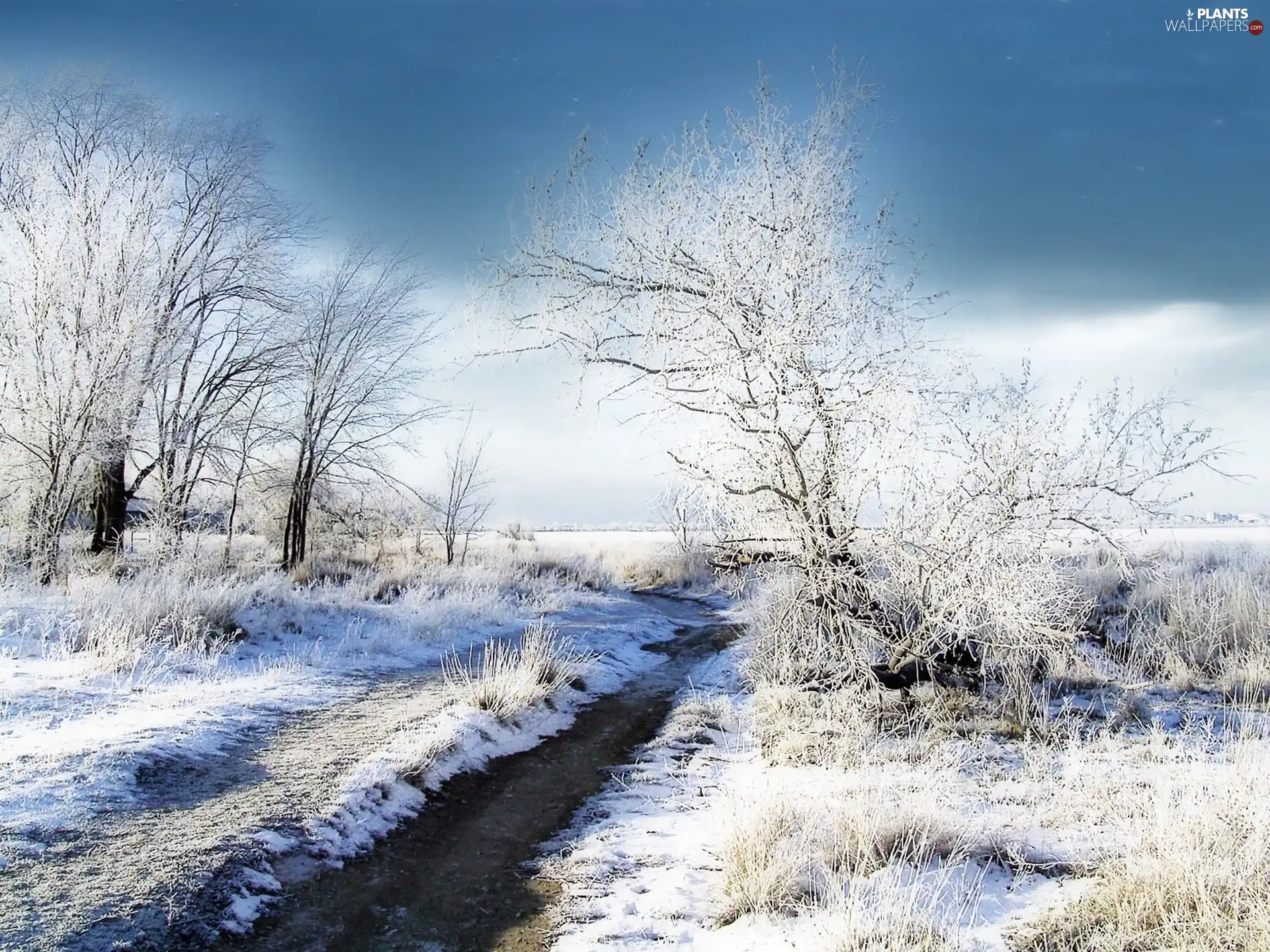 Meadow, trees, snow, brook, Covered, viewes