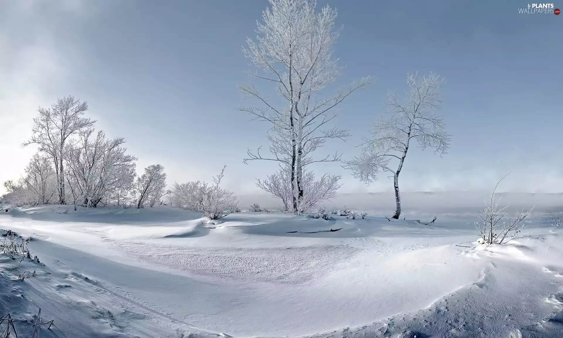 viewes, snow, Bush, trees, winter