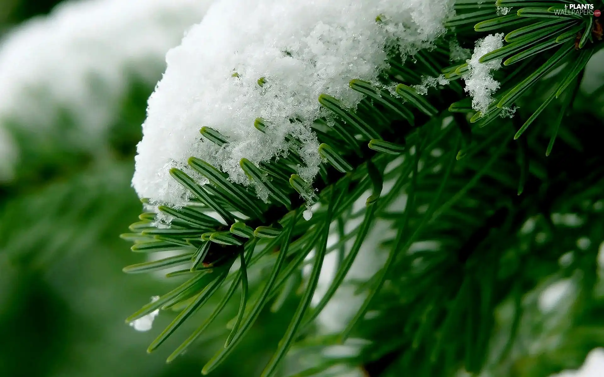 Conifers, snow