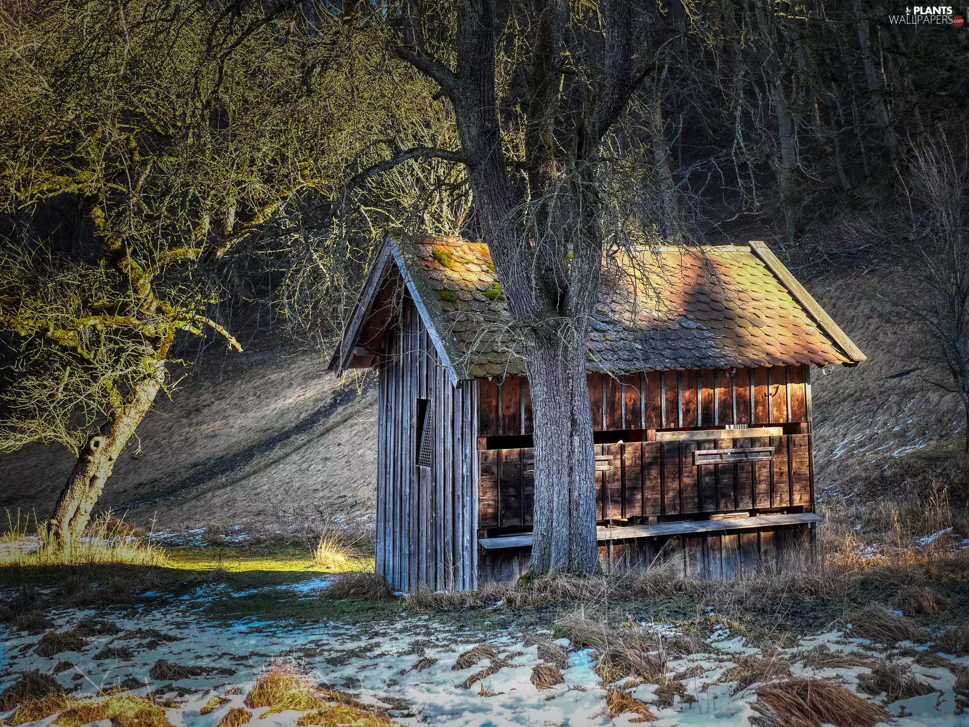 forest, winter, viewes, snow, trees, cote