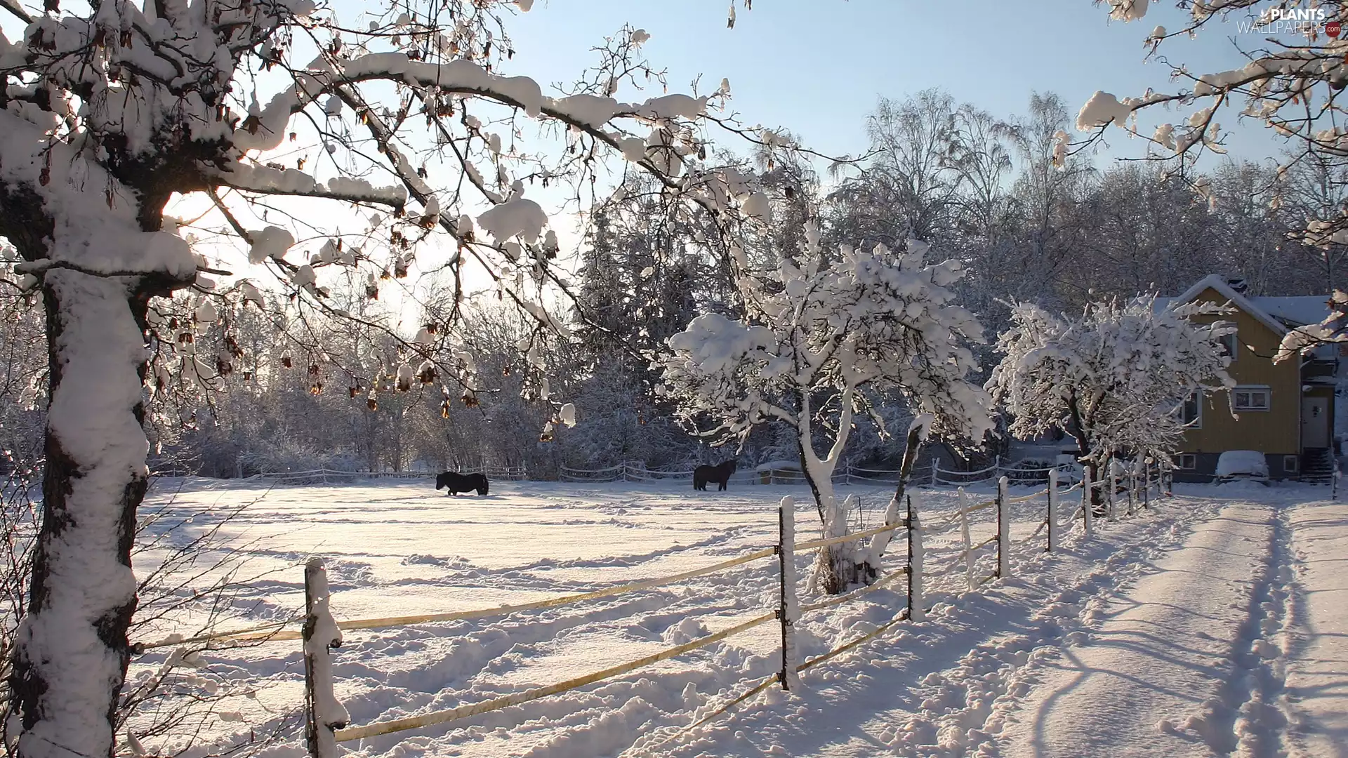 trees, house, bloodstock, snow, viewes, fence