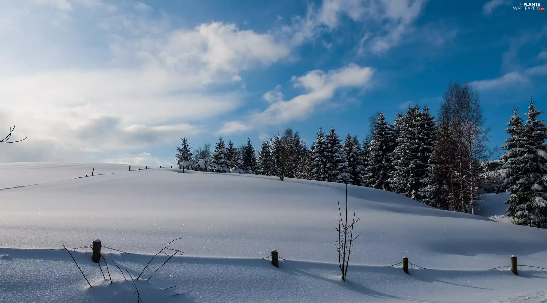 viewes, snow, Field, trees, winter