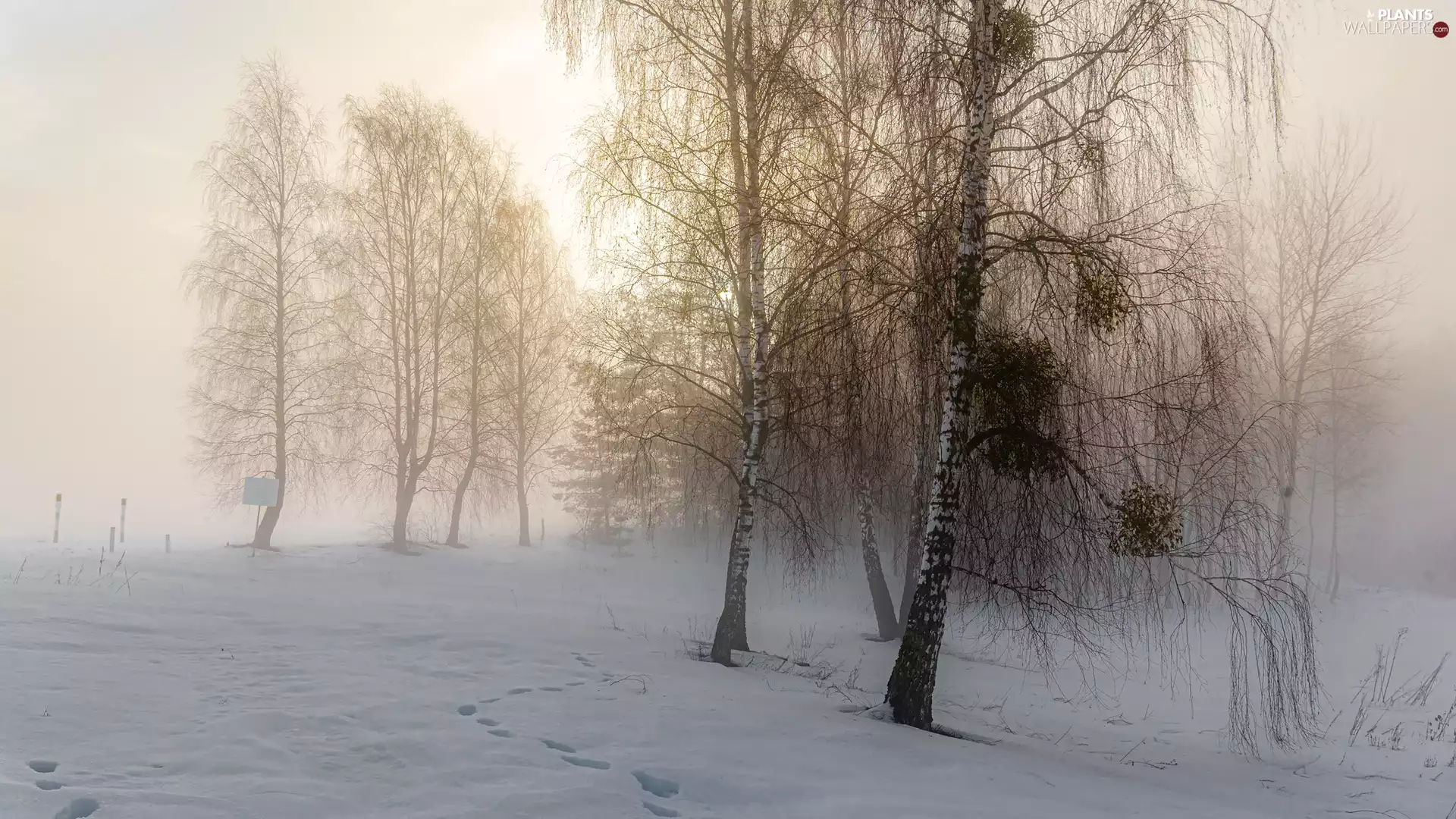 trees, viewes, Fog, birch, traces, forest, winter, snow