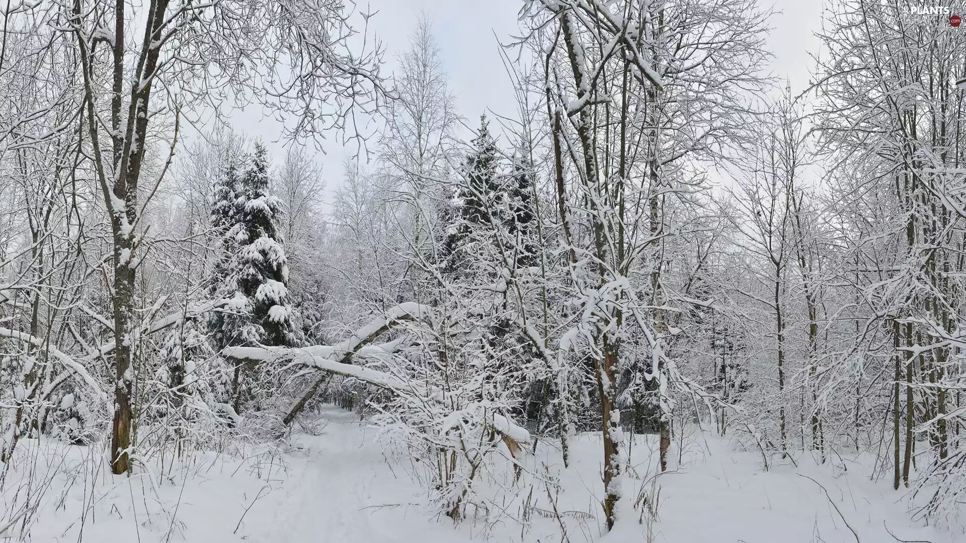 trees, winter, Bush, snow, viewes, forest