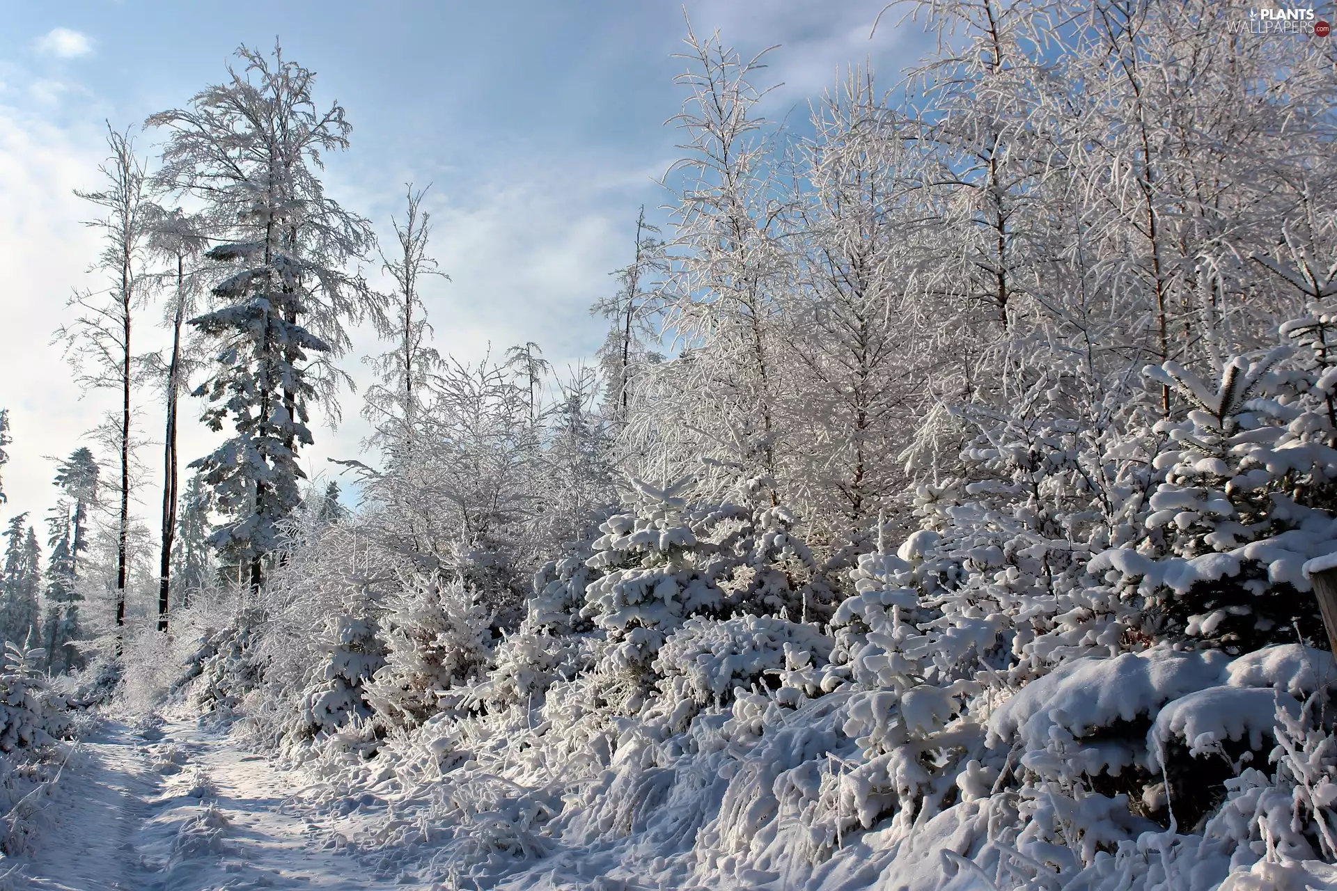 trees, winter, Path, snow, viewes, forest