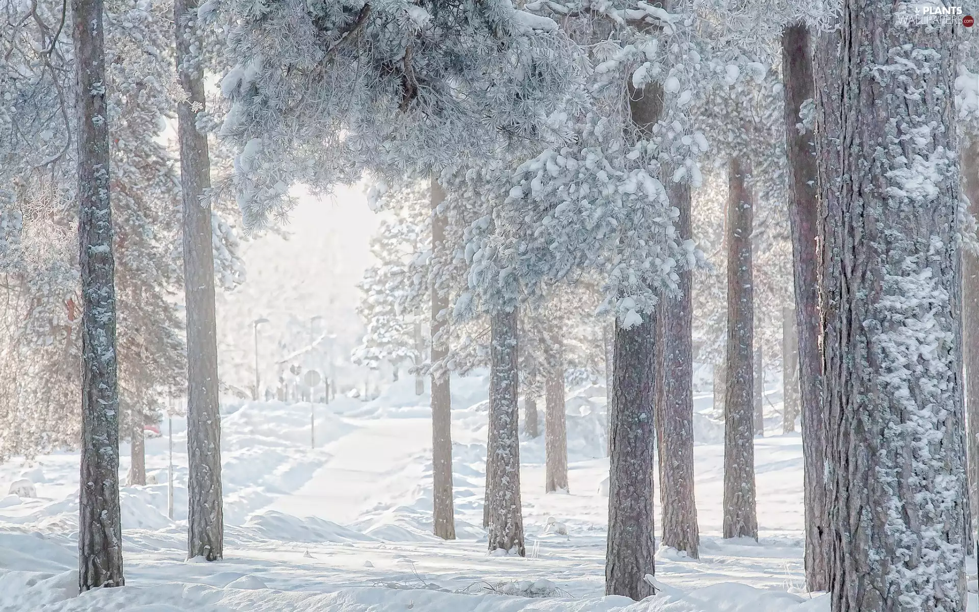 trees, winter, pine, snow, viewes, forest